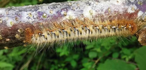 Réf. 343 112 : Lasiocampa quercus
